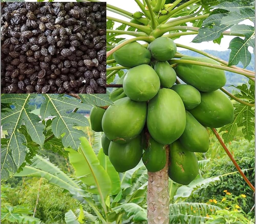 Carica papaya seedlings in trays
