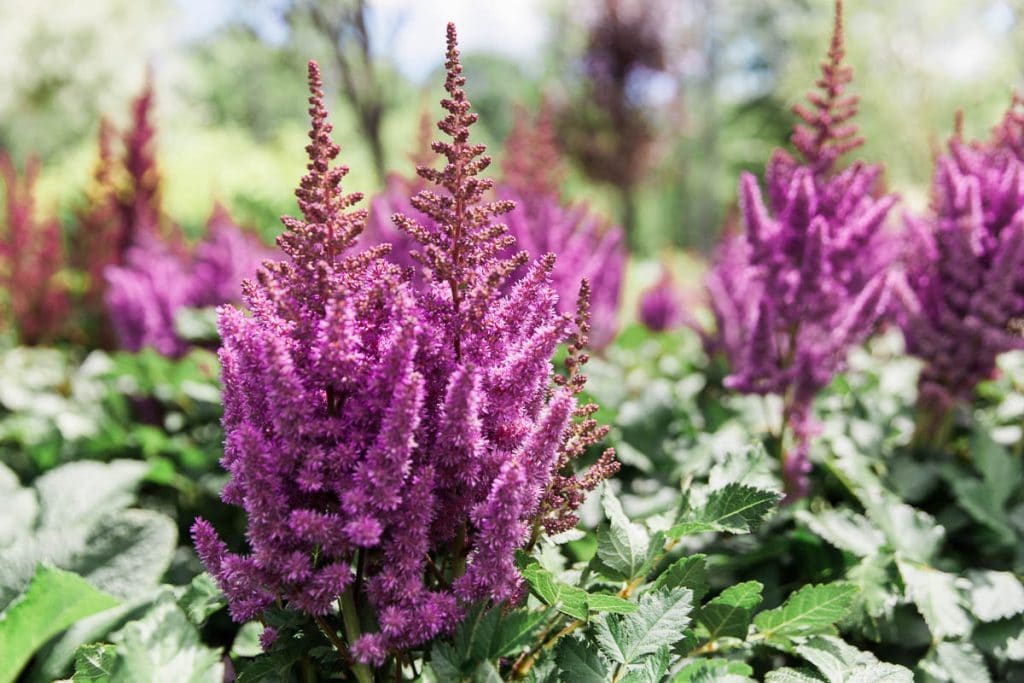 Purple Astilbe Perennial Flower Seeds for Planting Pollinator Friendly Heirloom & GMO Free Seeds for Home Garden
Sale