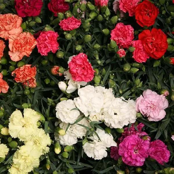 Mixed Carnation Flower Seeds for Planting Sun Loving Heirloom & GMO Free Seeds for Home Garden
Sale