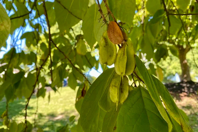 Green Carolina Tree Seeds: Planting Guide