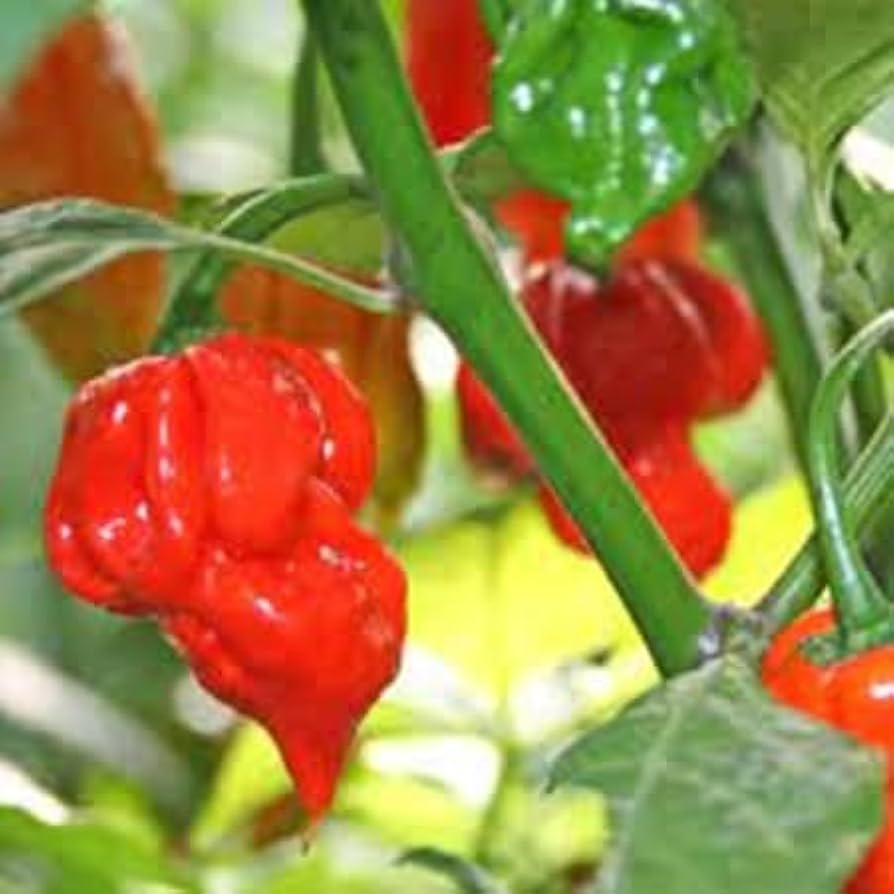 Carolina vegetable seeds for planting in home gardens