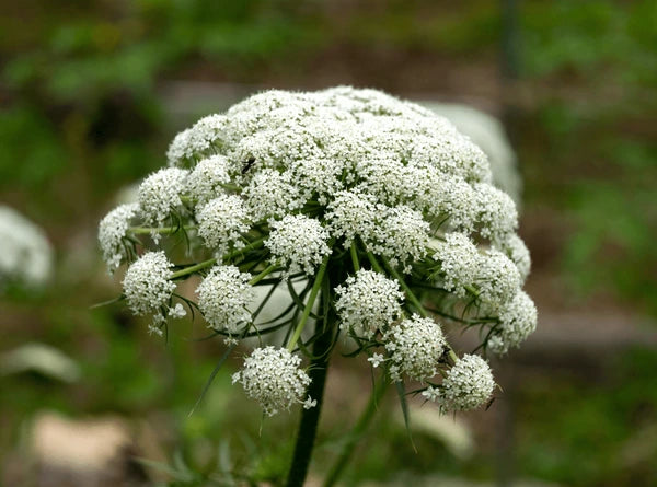 Carrot Flower seeds for Planting Compact Growth Heirloom & GMO Free Seeds for Home Garden