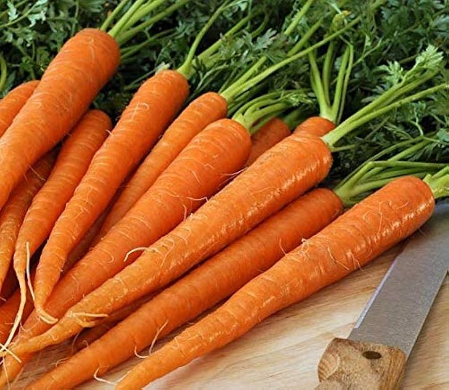Healthy carrot plants thriving in raised bed vegetable garden