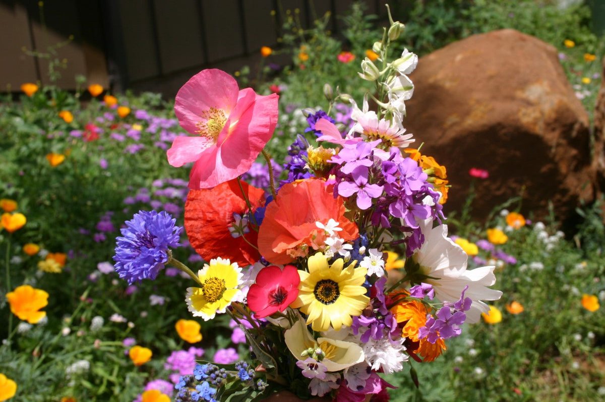 Mixed Cascade Flower seeds blooming in flower beds, containers, borders, and pollinator-friendly gardens