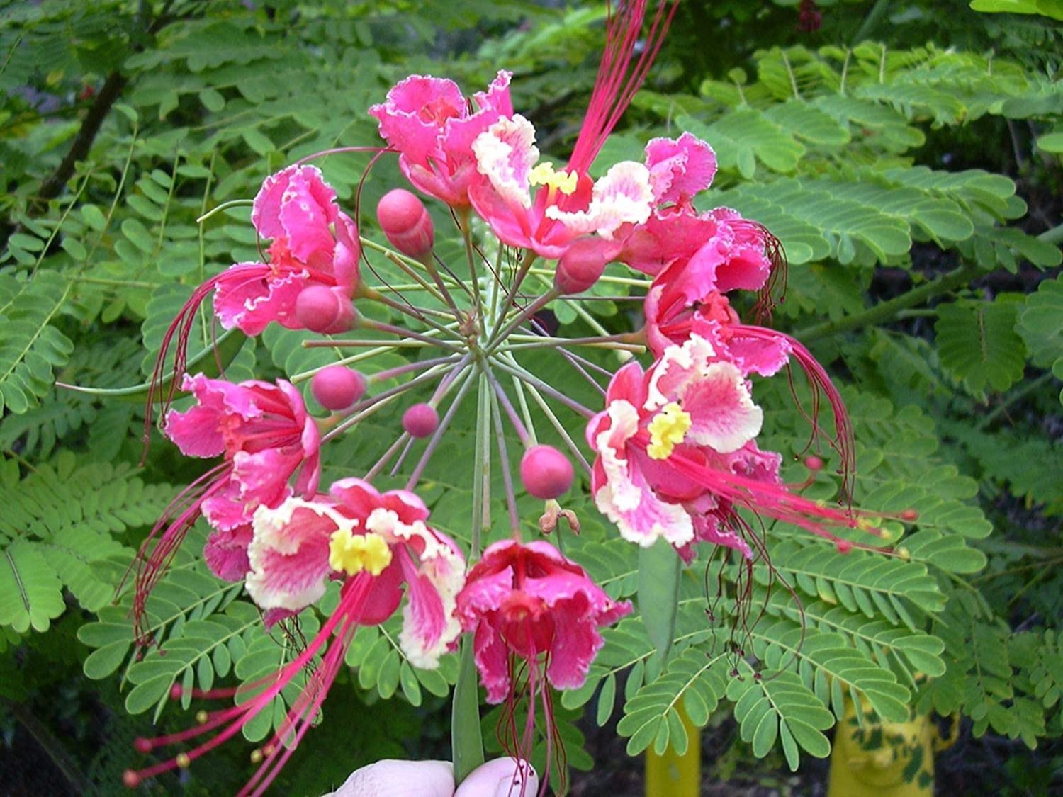 Pink Caesalpinia Pulcherrima Flower Planting Seeds | Vibrant Tropical Blooms for Your Garden