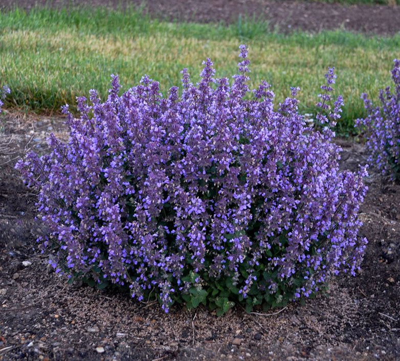 Green Cat Mint Seeds for Planting