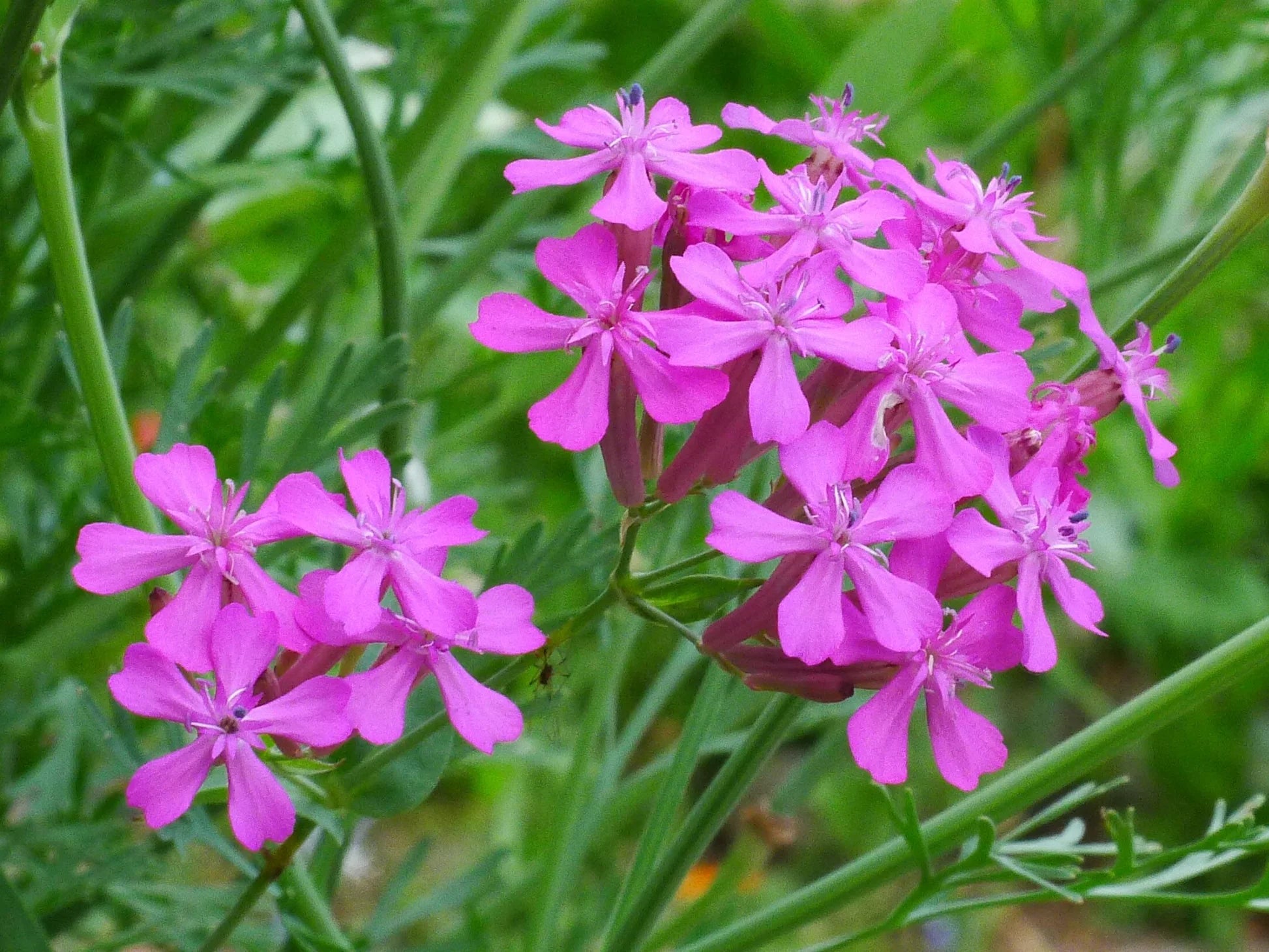 Catchfly Flower seeds for Planting Compact Growth Heirloom & GMO Free Seeds for Home Garden