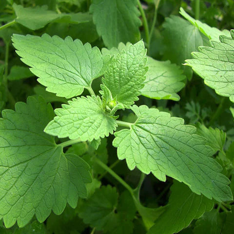Green Catnip Seeds for Easy Planting