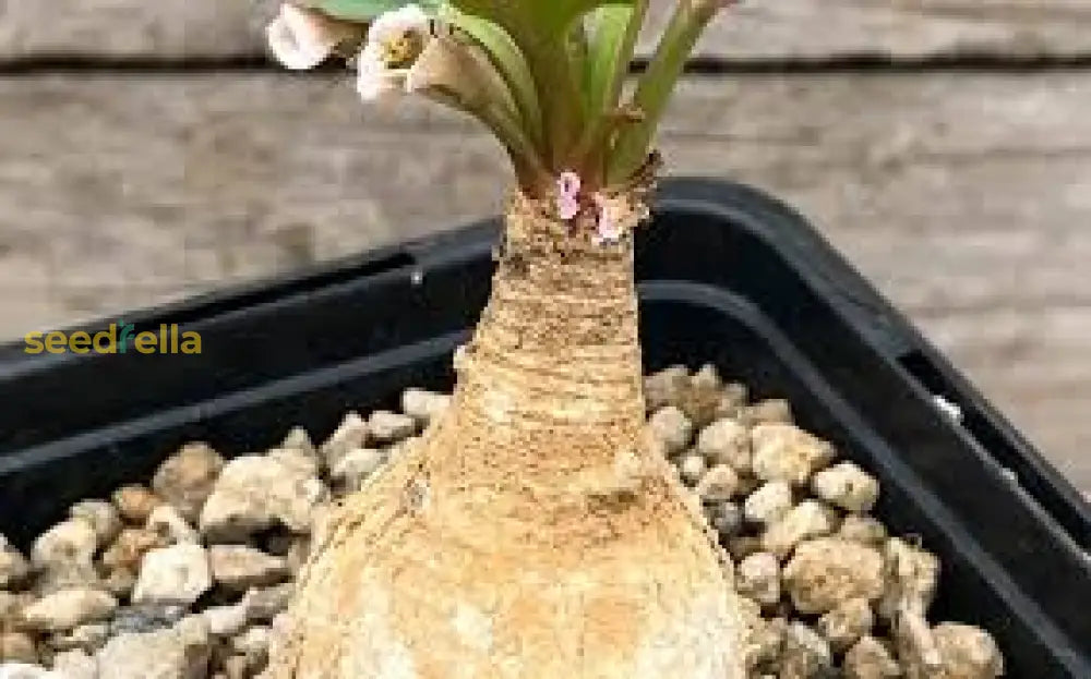 Caudex Plant Seeds: Essential Planting Tips Seeds