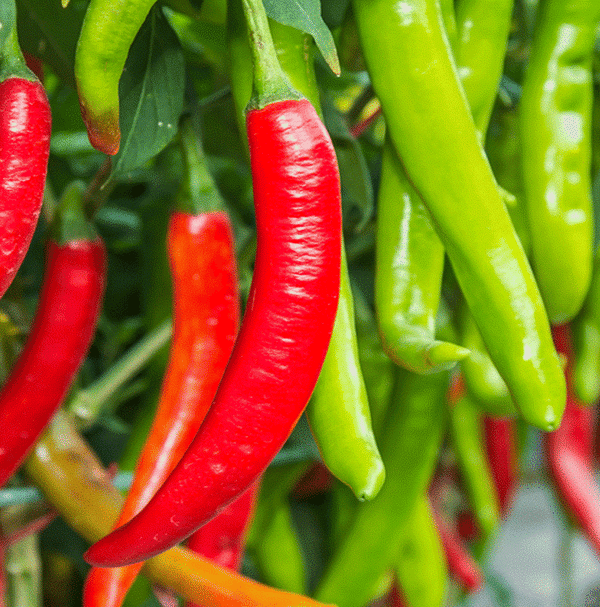 Red Thick Cayenne Pepper Seeds for Hot, Thick Cayenne Peppers