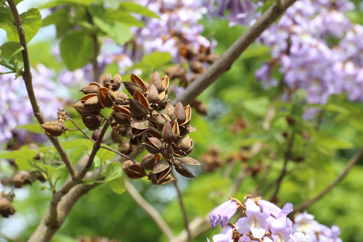 Royal Empress Flower Seeds