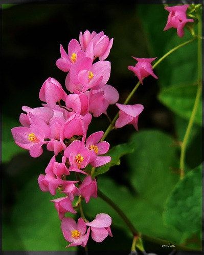 Antigonon Flower seeds for Planting - Colorful Display, Heirloom & GMO Free Seeds for Home Garden
