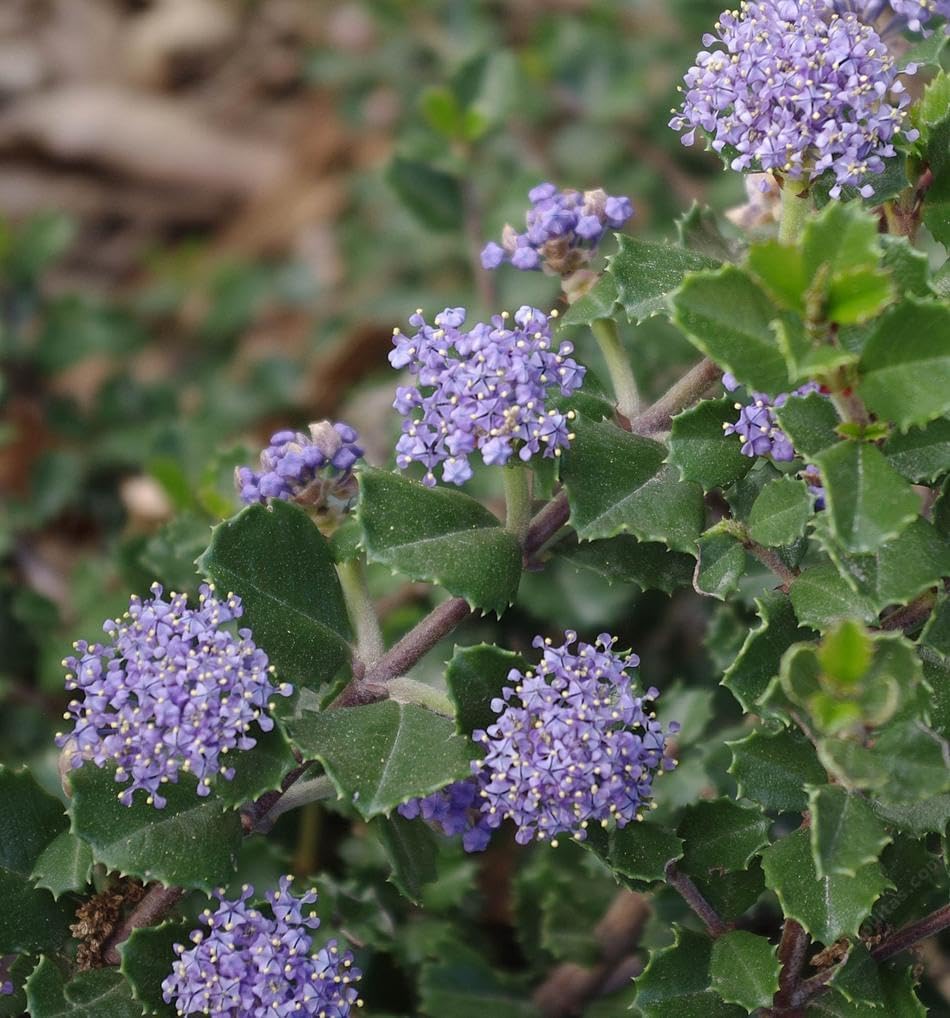 Ceanothus Prostratus Seeds for planting