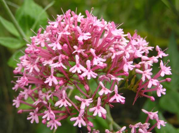 Centranthus Ruber Flower seeds for Planting - Bright Blooms, Heirloom & GMO Free Seeds for Home Garden