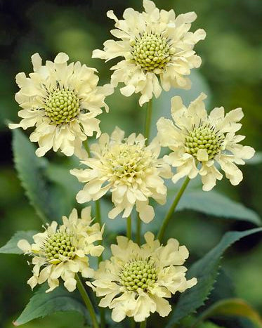 Cephalaria Gigantea Flower seeds for Planting - Vibrant Colors, Heirloom & GMO Free Seeds for Home Garden