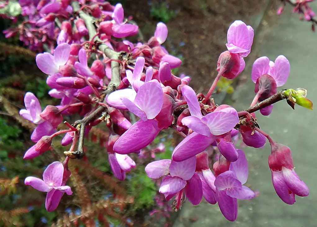 Heirloom Cercis Siliquastrum Flower seeds for Planting Easy to Grow Heirloom & GMO Free Seeds for Home Garden
Sale