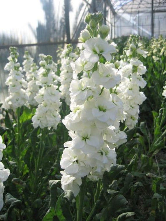White Scented Stock Flower seeds for Planting - Shade Tolerant, Heirloom & GMO Free Seeds for Home Garden