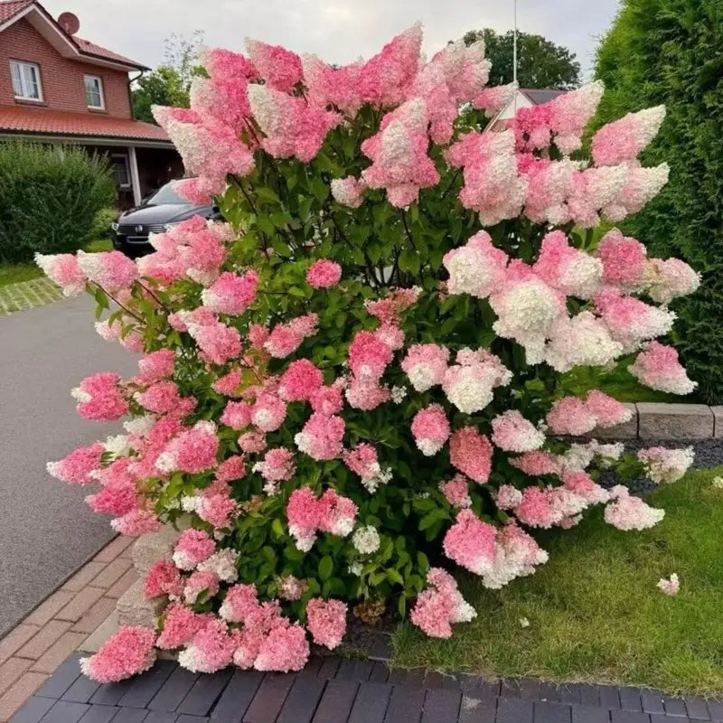 Vanilla Strawberry Hydrangea Hydrangea paniculata Seeds for Planting in Home Garden