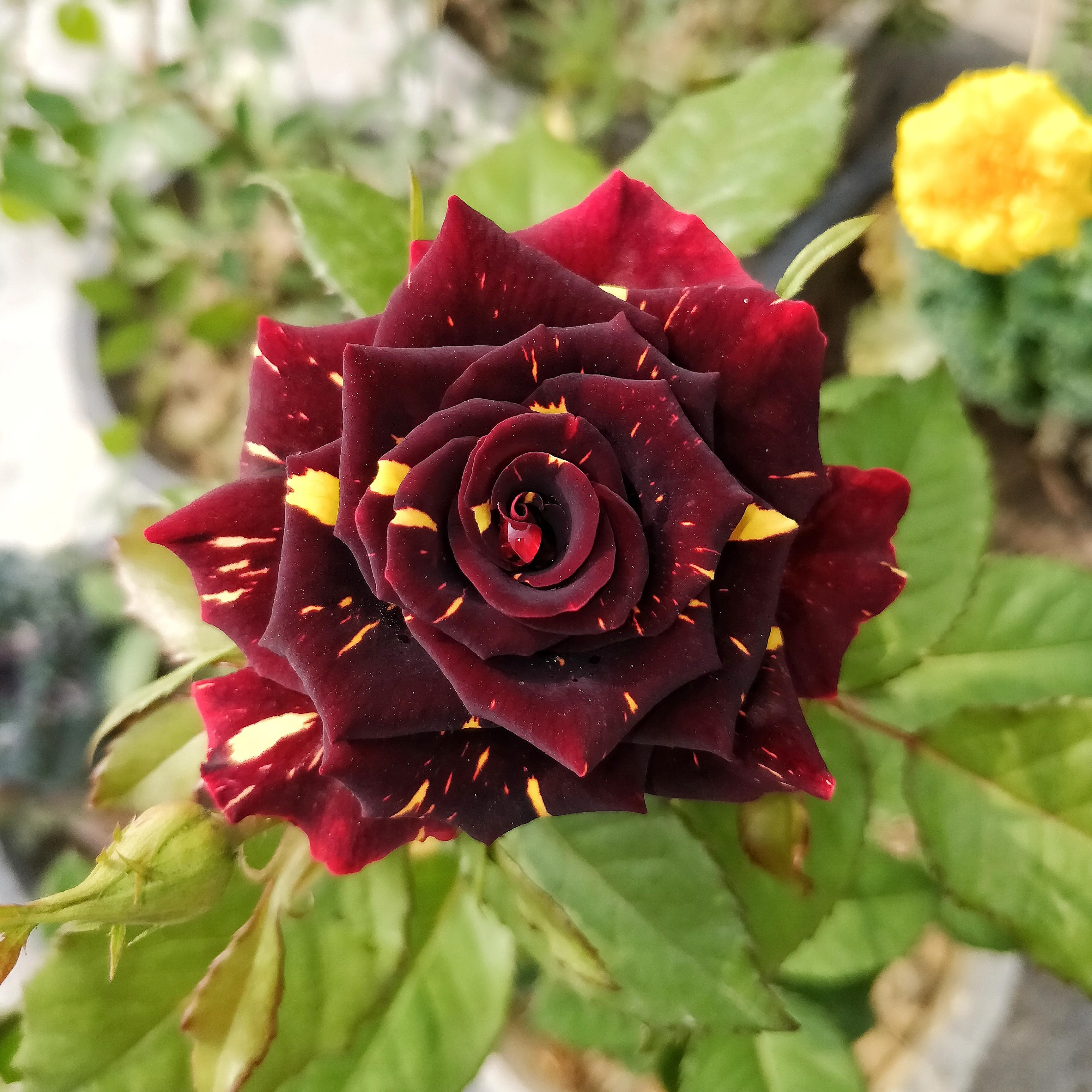 Red and Yellow Striped Rose Plant Seeds for Planting
