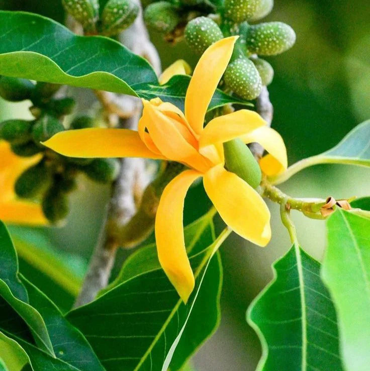 Light Green EveningScented Flower Seeds for Planting Seasonal Bloomer Heirloom & GMO Free Seeds for Home Garden
Sale