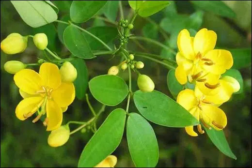 Yellow Cassia Tora Flower seeds for Planting - Vibrant Colors, Heirloom & GMO Free Seeds for Home Garden