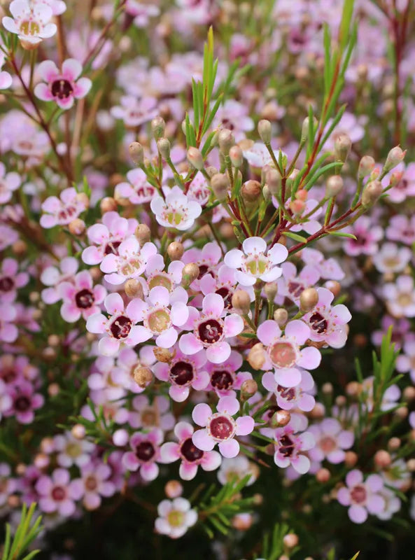 Geraldton Wax Flower seeds for Planting - Drought Tolerant, Heirloom & GMO Free Seeds for Home Garden