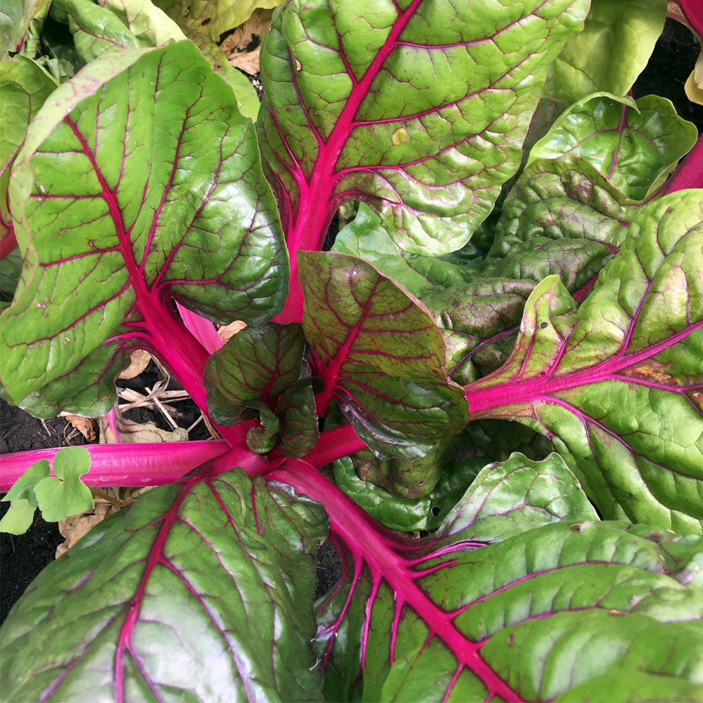 Red Swiss Chard Seeds for Planting - Nutrient-Rich Vegetable