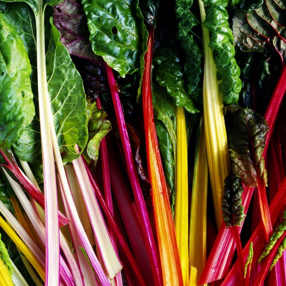 Rainbow Swiss Chard Seeds for Planting