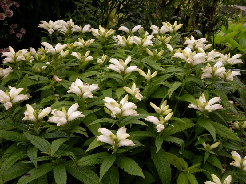 Chelone Glabra Flower seeds for Planting Cottage Garden Essential Heirloom & GMO Free Seeds for Home Garden
Sale