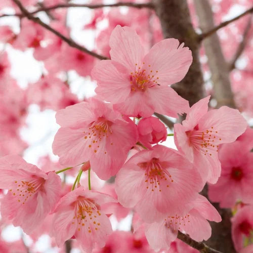 Yoshino Flower seeds for Planting - Compact Growth, Heirloom & GMO Free Seeds for Home Garden
