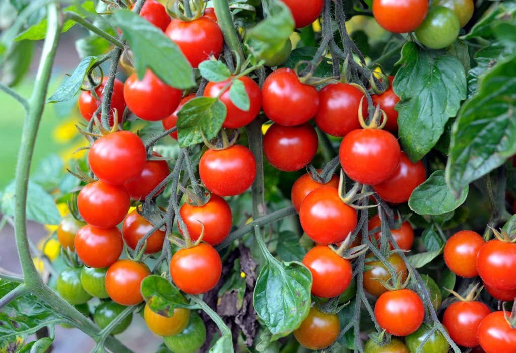 Cherry Tomato plants growing in vegetable patch