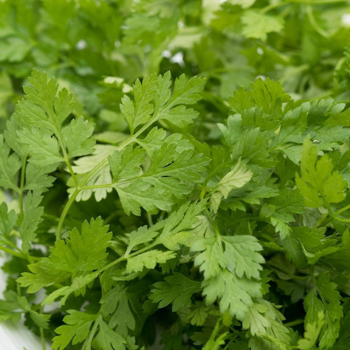 Chervil grown from seeds adding leafy texture to borders