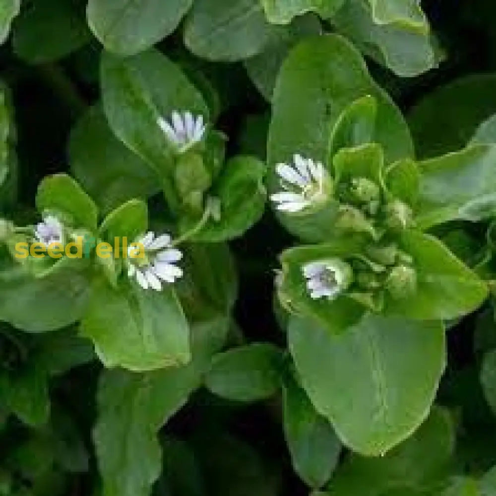 Chickweed Flower Planting Seeds Perfect For Easy Gardening