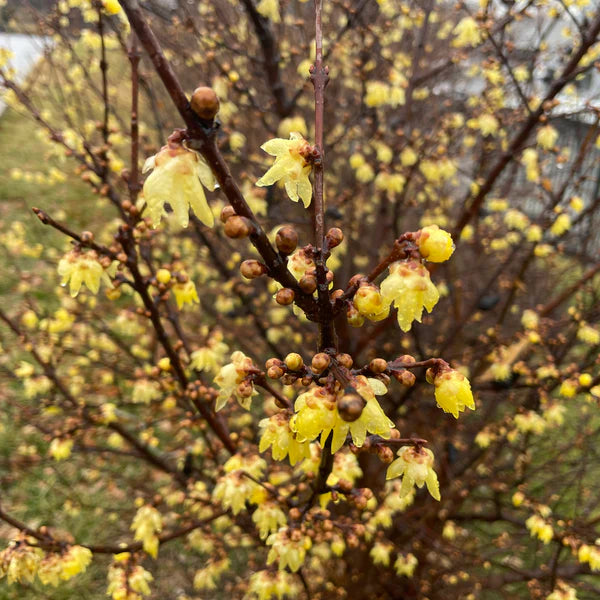 Chimonanthus Wintersweet Flower seeds for Planting Shade Tolerant Heirloom & GMO Free Seeds for Home Garden