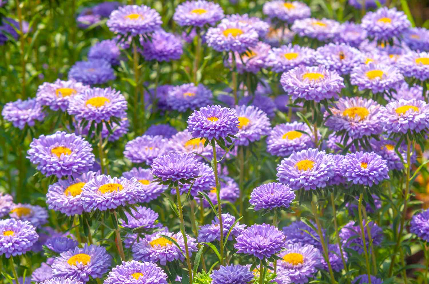 Light Purple China Aster Flower Seeds for Planting Colorful Display Heirloom & GMO Free Seeds for Home Garden
Sale