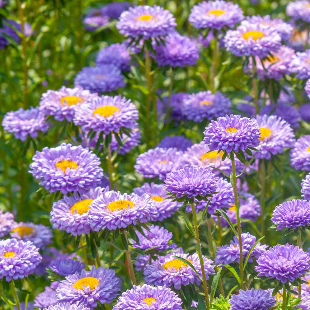 Light Violet Aster Callistephus Flower Seeds blooming in flower beds, containers, borders, and pollinator-friendly gardens