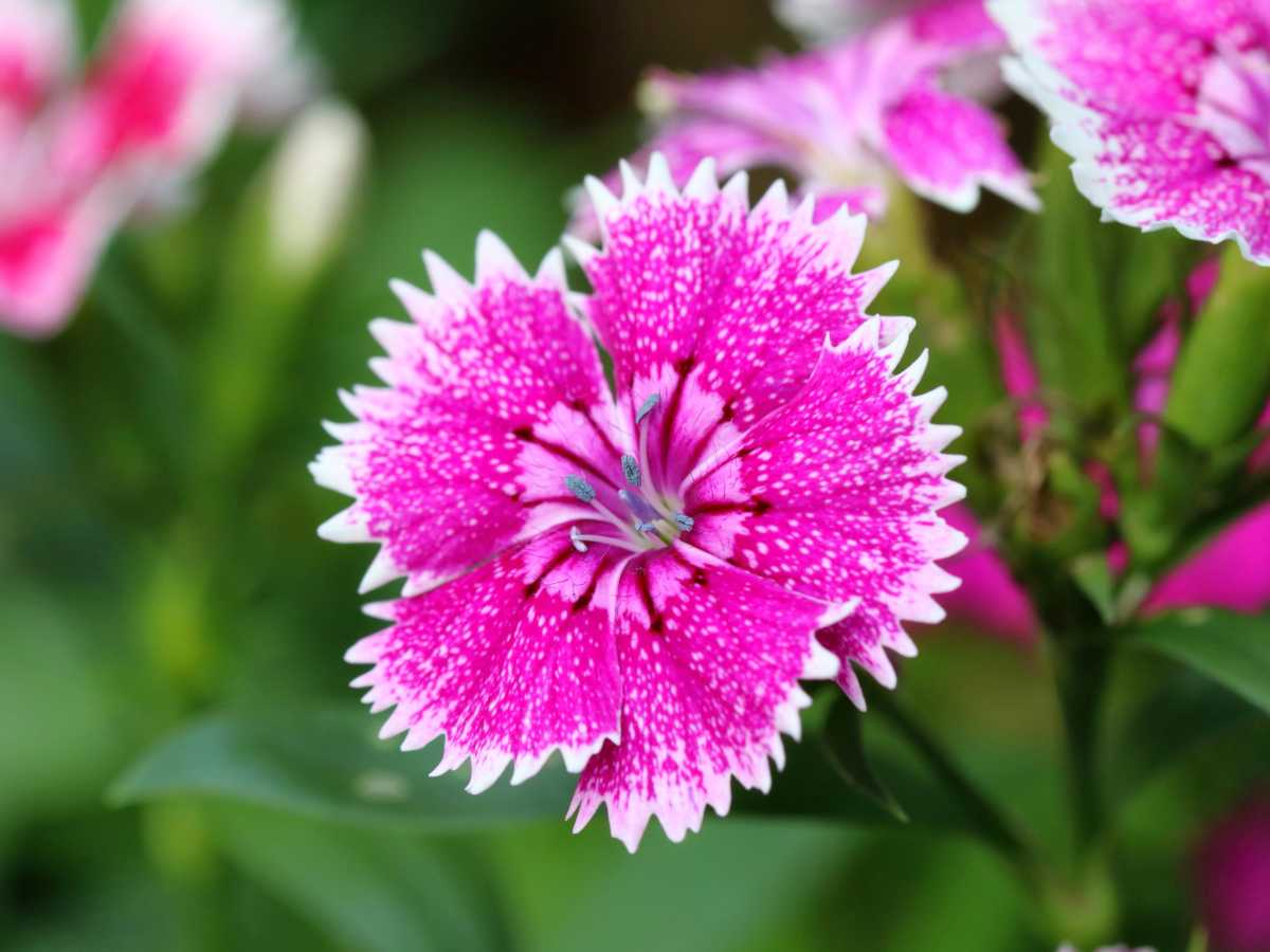 Dianthus Flower seeds for Planting - Low Maintenance, Heirloom & GMO Free Seeds for Home Garden