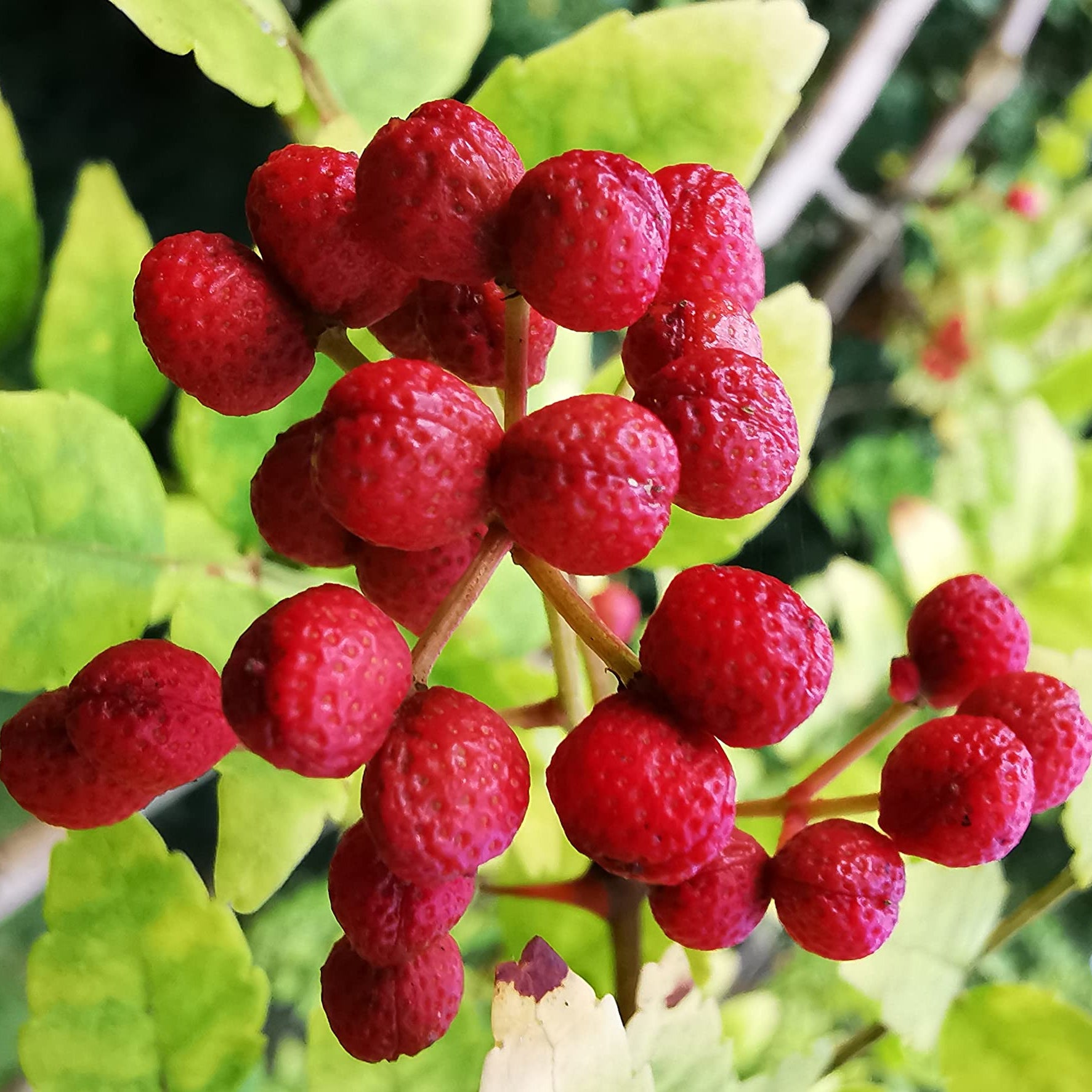 Chinese Ash Pepper seeds for planting Zanthoxylum bungeanum variety