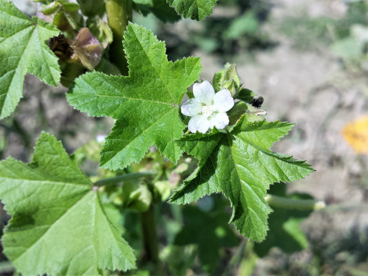 Packet of Chinese Mallow edible herb seeds