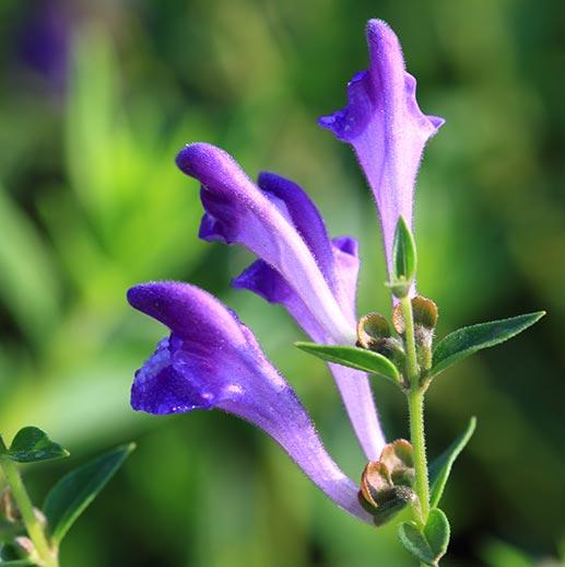 Chinese Skullcap Flower seeds for Planting - Garden Favorite, Heirloom & GMO Free Seeds for Home Garden