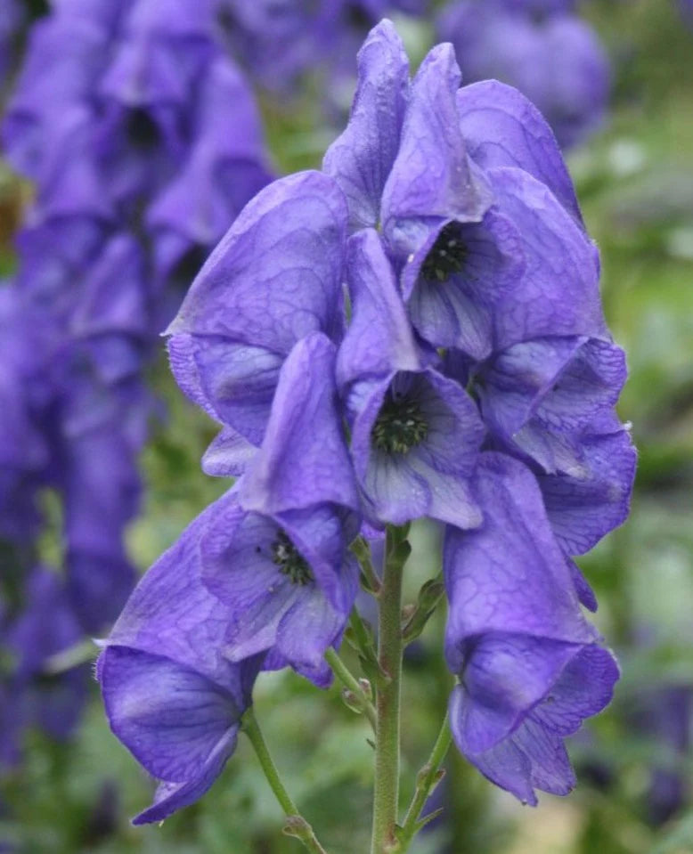 Blue Carmichaelii Flower seeds for Planting - Fragrant Blossoms, Heirloom & GMO Free Seeds for Home Garden