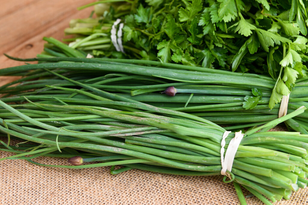 Chive Seeds for Home Planting