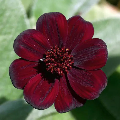 Marron Atrosanguineus Flower seeds for Planting - Hardy Variety, Heirloom & GMO Free Seeds for Home Garden
