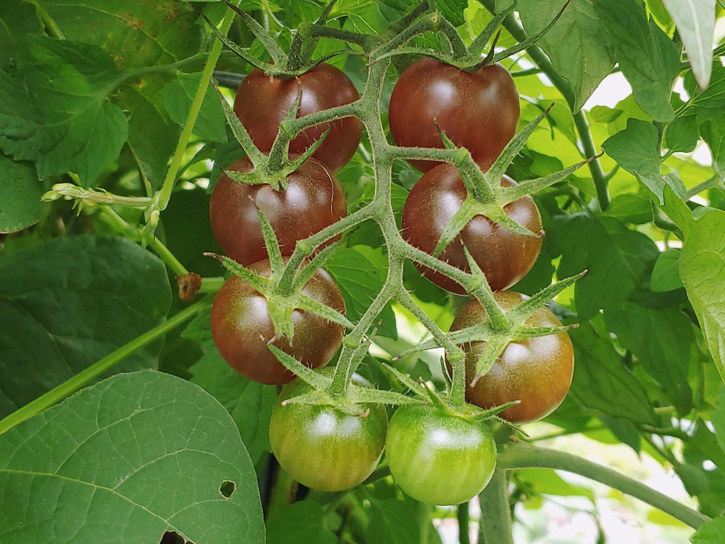 Chocolate Tomato Vegetable Seeds - Perfect for Home Gardens
