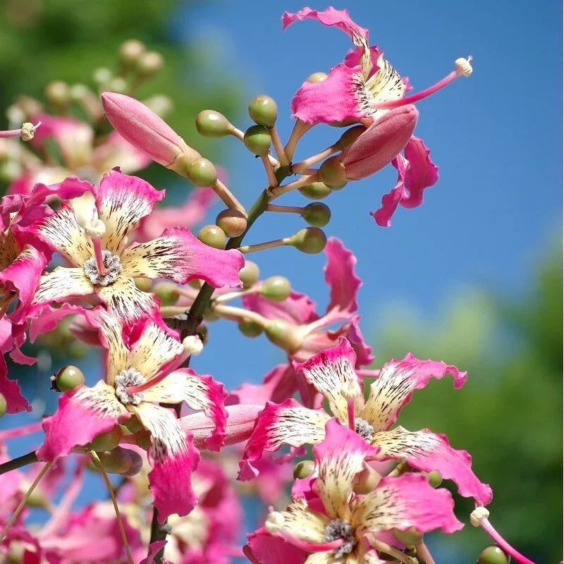 Chorisia Insignis Flower seeds for Planting - Premium Quality, Heirloom & GMO Free Seeds for Home Garden