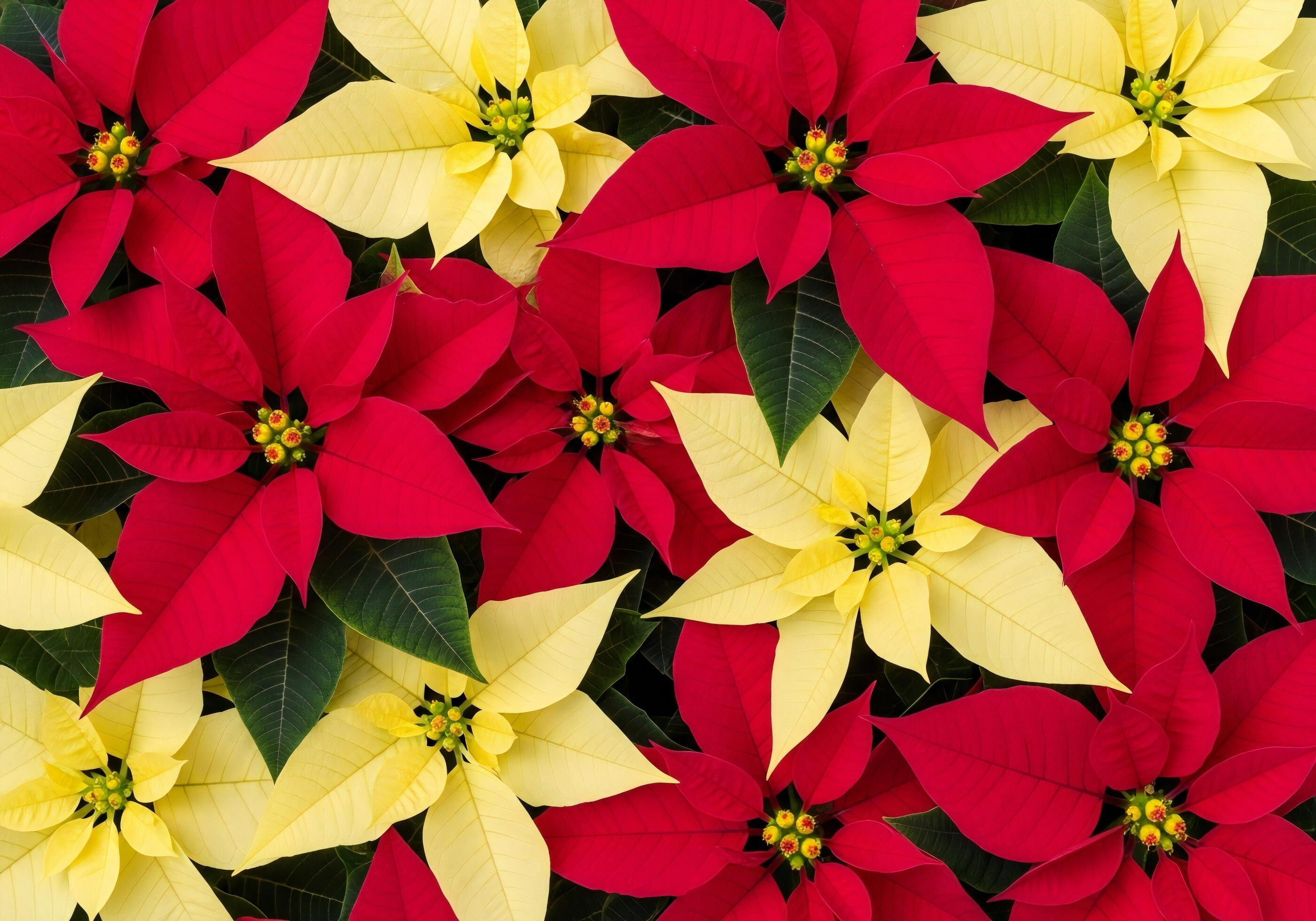 Red Yellow Poinsettia Flower Seeds for Planting Vibrant Annual Blooms