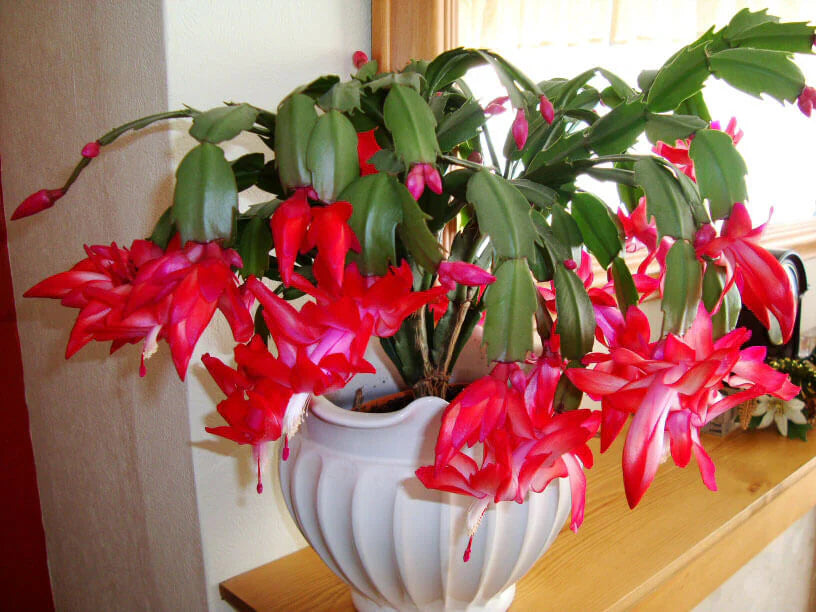 Red Zygocactus Truncatus Flower seeds for Planting - Cottage Garden Essential, Heirloom & GMO Free Seeds for Home Garden