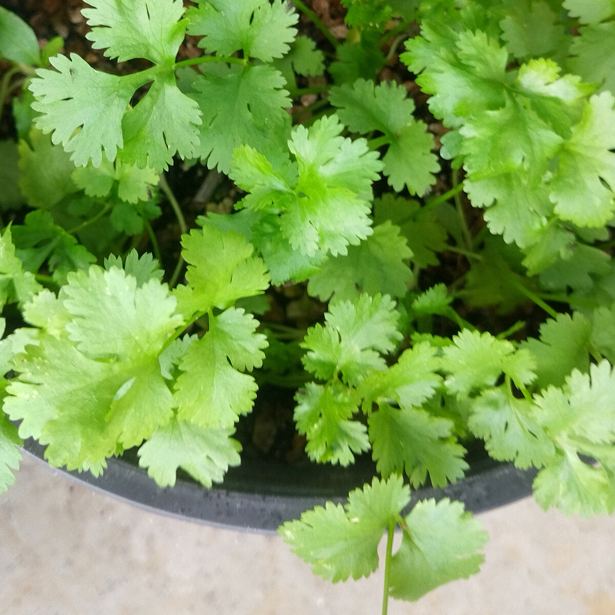 Coriander Plant Coriandrum sativum Seeds for Planting in Herb Garden & Vegetable Patch