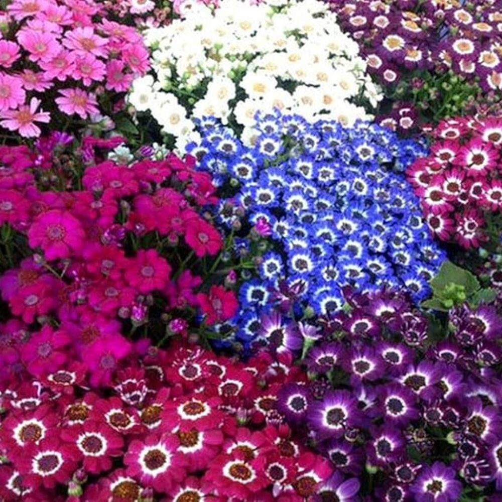 Mixed Color Cineraria Flower Seed for Plantings for Planting Cut Flower Favorite Heirloom & GMO Free Seed for Plantings