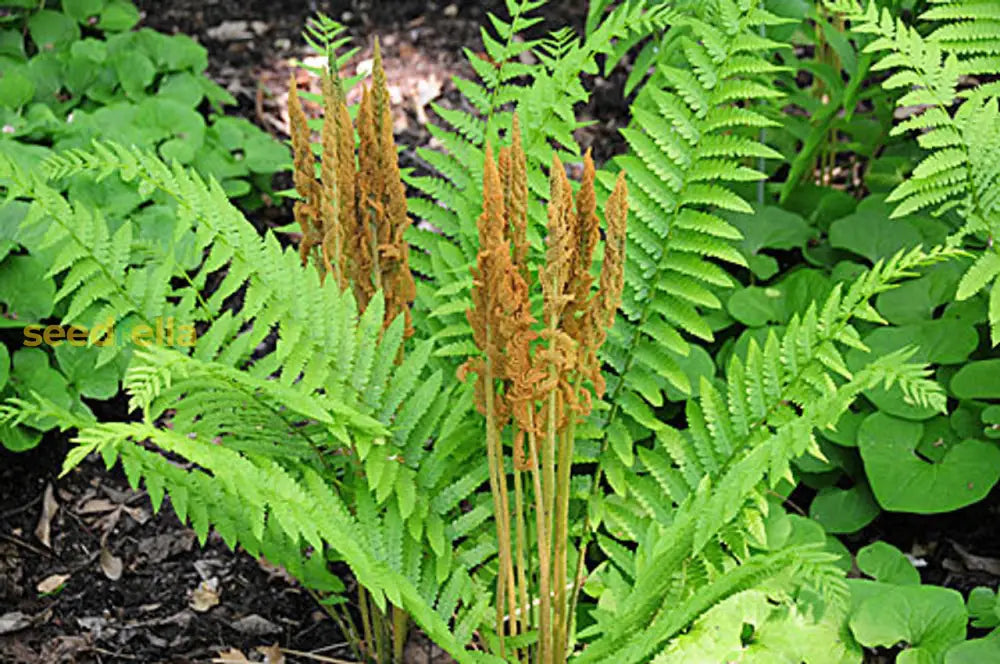 Cinnamon Fern Planting Seeds Lush Green For Shaded Gardens Plant Seeds